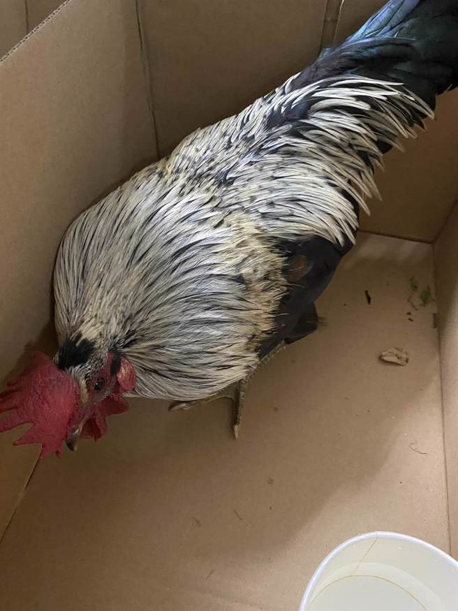 警方「战术围捕」顺利将鸡只捕获。（警方提供）