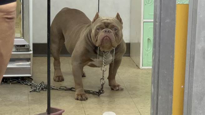 槟榔摊饲养的比特犬。（警方提供）