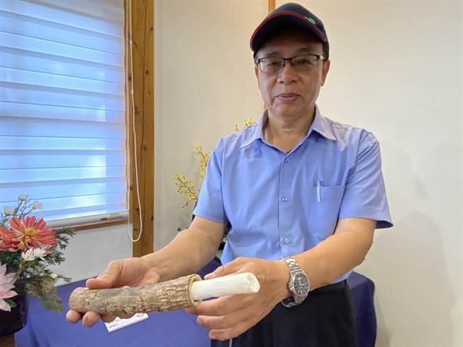 林试所中埔研究中心助理研究员蔡景株说明蓪草茎可制成纸材。（廖素慧摄）