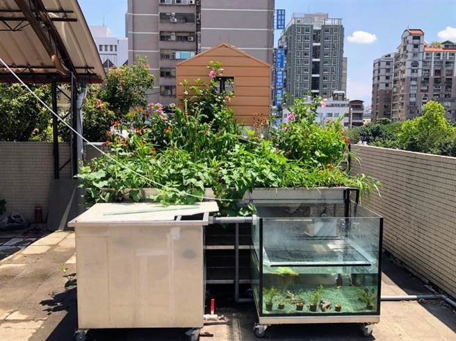 台中科大研發的「智慧永續農業系統」，在今年馬來西亞發明展獲得金牌獎。（中華創新發明學會提供／林志成台北傳真）