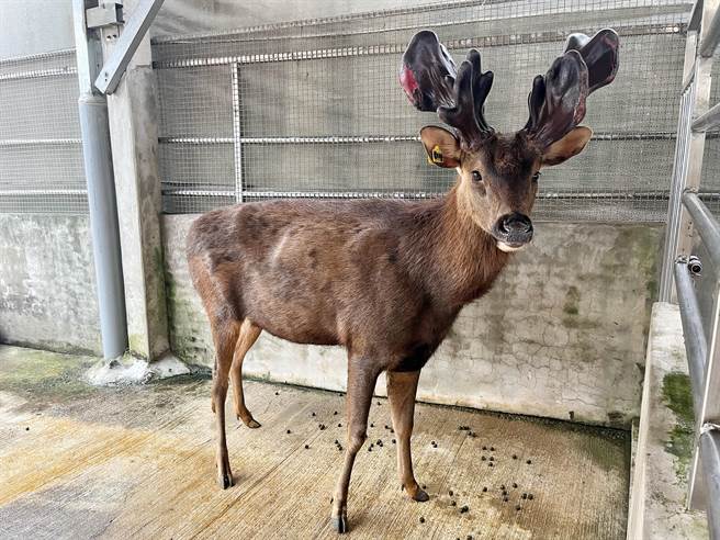 山脚鹿场水鹿之家从传统鹿场成功转型为观光鹿场，清明节过后将迎来鹿茸盛产季，公鹿头上都顶着大大的鹿茸。（陈梦茹摄）