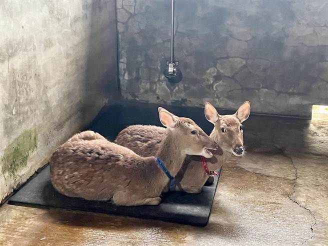 山脚鹿场水鹿之家内还有亲人、温驯的梅花鹿可以喂食。（陈梦茹摄）
