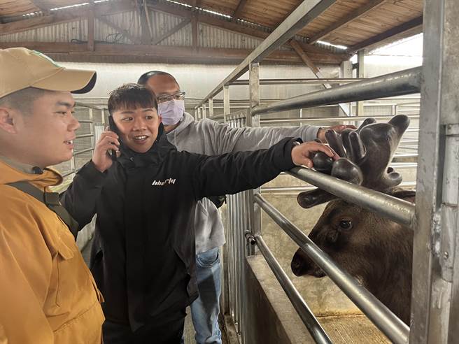 游客争相体验触摸鹿茸。（陈梦茹摄）