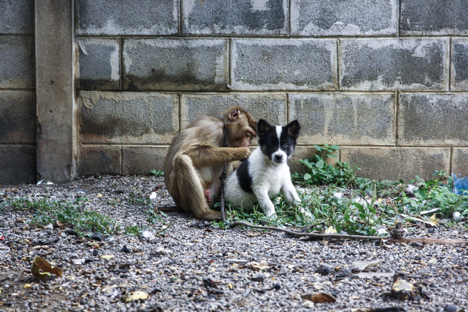 印度一只猴子抱住幼犬，在街道上玩起「跑酷」，灵活动作吸引民眾围观。(示意图/达志影像)