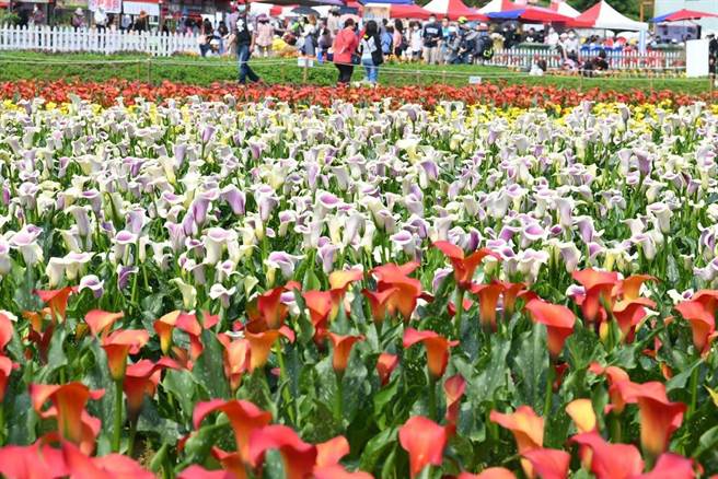 桃园彩色海芋季将于4月1日至16日登场，超人气乐天女孩「林襄」也会到场和游客「浪漫邂逅」。(市府提供／蔡依珍桃园传真)