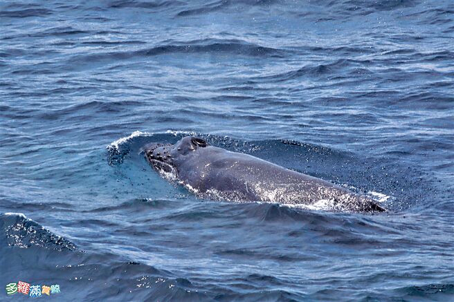 被誉为梦幻鲸种的大翅鲸19日现踪花莲外海，大翅鲸母子悠游海面的样貌，让赏鲸船上的乘客见了相当欣喜。（多罗满赏鲸公司提供／罗亦晽花莲传真）
