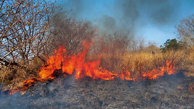 公墓火警常危及保安林地，东势处将在清水区办理金纸集中焚烧活动。（东势处提供／陈淑娥台中传真）