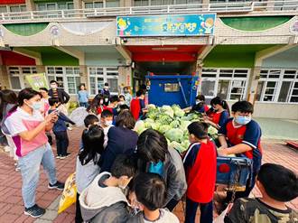 高麗菜盛產價低迷 農民耕鋤前送小學師生每人一顆