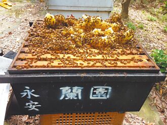 桃園蜂蟹蟎肆虐 蜂蜜產量恐銳減