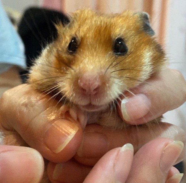 阿嬷希望小可爱别再堕入畜生道，小可爱却说自己不是畜生，「跟人一样珍贵」。(图/小可爱阿嬷提供)