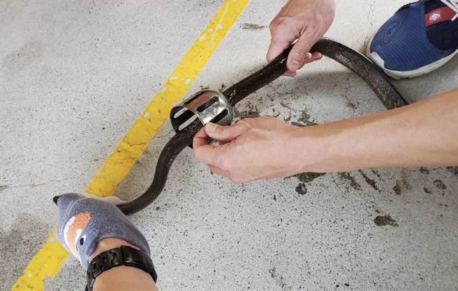 宜蘭縣消防人員上周於某民宅捕獲一尾南蛇，蛇在脫逃中鑽進洗手台排水管裡，卡在過濾殘渣的鐵製套筒縫隙中動彈不得。（永續發展協會總幹事王俊明提供／吳佩蓉宜蘭傳真）