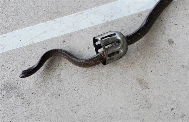 宜蘭縣消防人員上周於某民宅捕獲一尾南蛇，蛇在脫逃中鑽進洗手台排水管裡，卡在過濾殘渣的鐵製套筒縫隙中動彈不得。（永續發展協會總幹事王俊明提供／吳佩蓉宜蘭傳真）