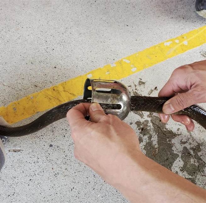 宜蘭縣消防人員上周於某民宅捕獲一尾南蛇，蛇在脫逃中鑽進洗手台排水管裡，卡在過濾殘渣的鐵製套筒縫隙中動彈不得。（永續發展協會總幹事王俊明提供／吳佩蓉宜蘭傳真）