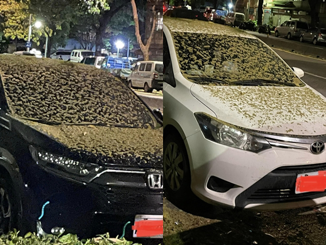 一名網友日前把車停在路邊車格，後來回到車位發現整輛車全被路樹的花粉、果實碎屑覆蓋，他打1999市民專線投訴，對方回應是路樹生長得好。（翻攝自臉書「爆料公社公開版」）