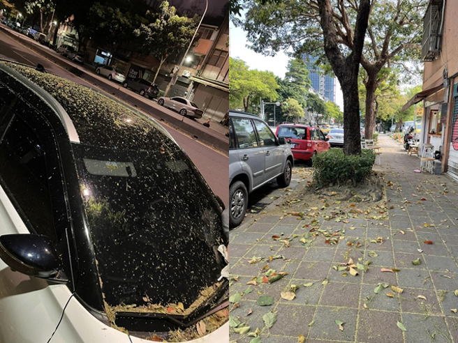 一名網友日前把車停在路邊車格，後來回到車位發現整輛車全被路樹的花粉、果實碎屑覆蓋，他打1999市民專線投訴，對方回應是路樹生長得好。（翻攝自臉書「爆料公社公開版」）