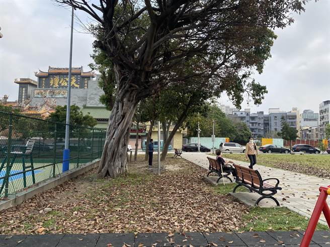 有民眾在脸书社团贴出新竹市天公坛旁公园有大批落叶，并分享前市议员李妍慧呼吁高虹安要强化行政管理跟城市建设的贴文。（摘自脸书社团／陈育贤新竹传真）