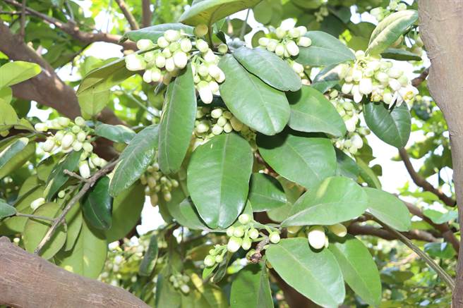 柚子花含苞待放。（苗栗縣政府提供／李京昇苗栗傳真）