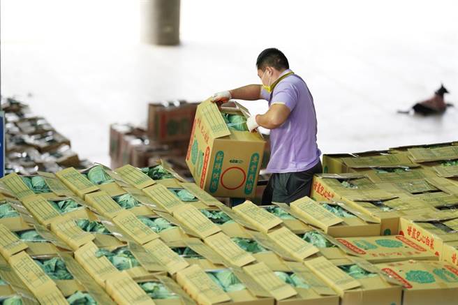 高丽菜受气候影响，无预警盛产，短暂性供销失衡。（新北果菜公司提供）