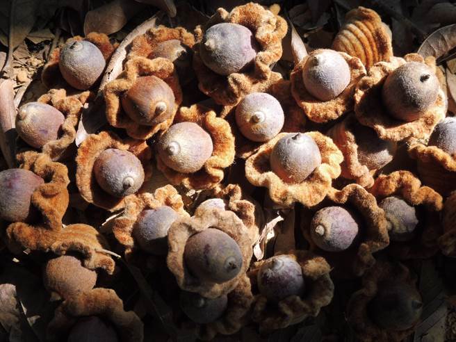 潘樵进行全台壳斗科树木的资料搜集并出书，将各种橡实捐给嘉义林区管理处外，也培育许多的小苗。（潘樵提供／杨静茹南投传真）