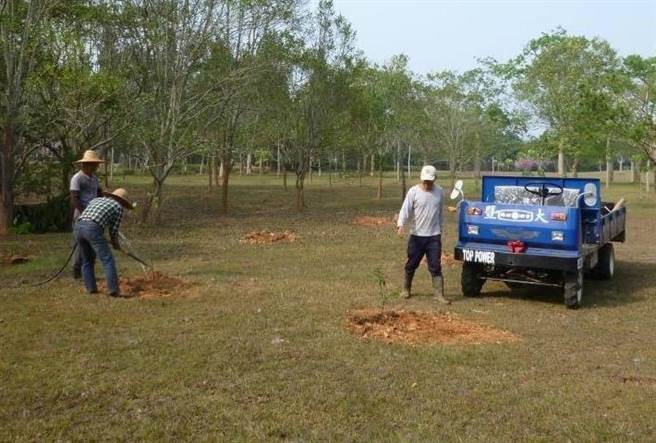 潘樵在暨大园艺同仁的协助下，种下最后一批的壳斗科树苗。（潘樵提供／杨静茹南投传真）