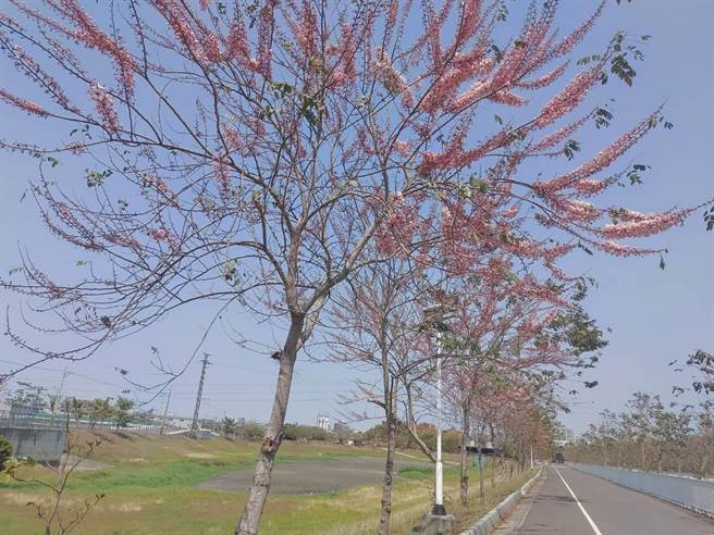 台南仁德滞洪池本周日将有一场别开生面的「蛋蛋市集」，集结布丁、蛋塔、蛋饼等摊商摆摊，邀民眾前来赏花。(曹婷婷摄)