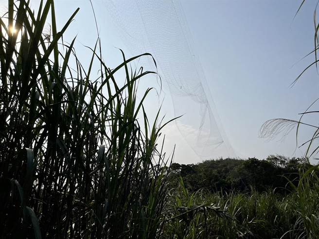 基隆市动保所22日接获民眾通报，在七堵山区发现不肖人士私设的鸟网，动保所兽医紧急拆除并没入。（基隆市政府提供／张志康基隆传真）