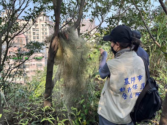 基隆市动保所22日接获民眾通报，在七堵山区发现不肖人士私设的鸟网，动保所兽医紧急拆除并没入。（基隆市政府提供／张志康基隆传真）