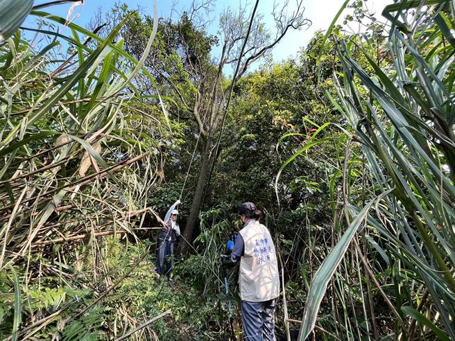 基隆市动保所22日接获民眾通报，在七堵山区发现不肖人士私设的鸟网，动保所兽医紧急拆除并没入。（基隆市政府提供／张志康基隆传真）