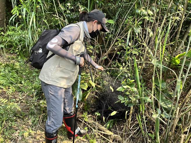 基隆市动保所22日接获民眾通报，在七堵山区发现不肖人士私设的鸟网，动保所兽医紧急拆除并没入。（基隆市政府提供／张志康基隆传真）