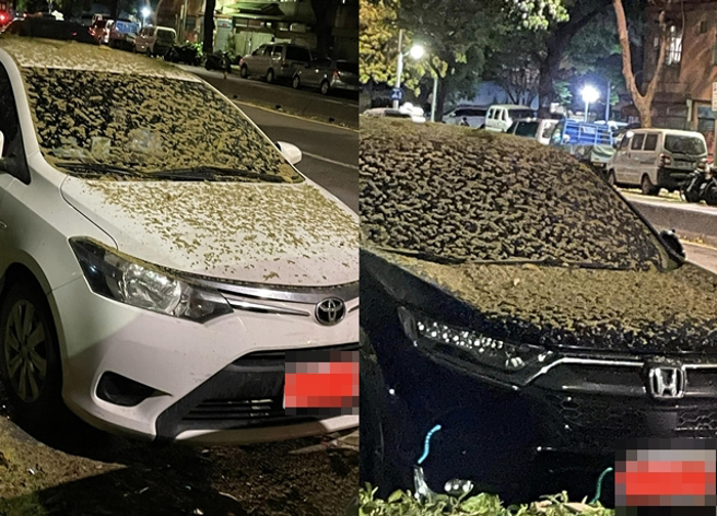 网友在一处停车格看见树上的烂果实掉满车，打给1999却被对方回覆「树种生长良好」，气得大呛「请你们这些公务员来停停看好吗？」。（翻摄自脸书爆料公社公开版）