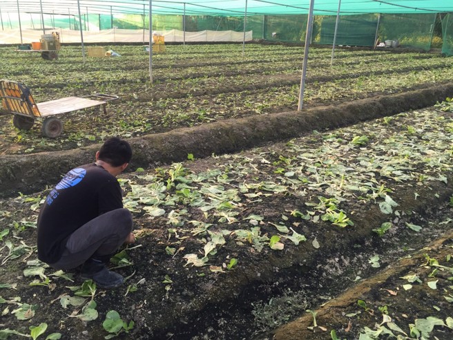一名工程师继承了5.8甲农地，若全数售出可赚进高达17亿元。（示意图，非当事农地／报系资料照）