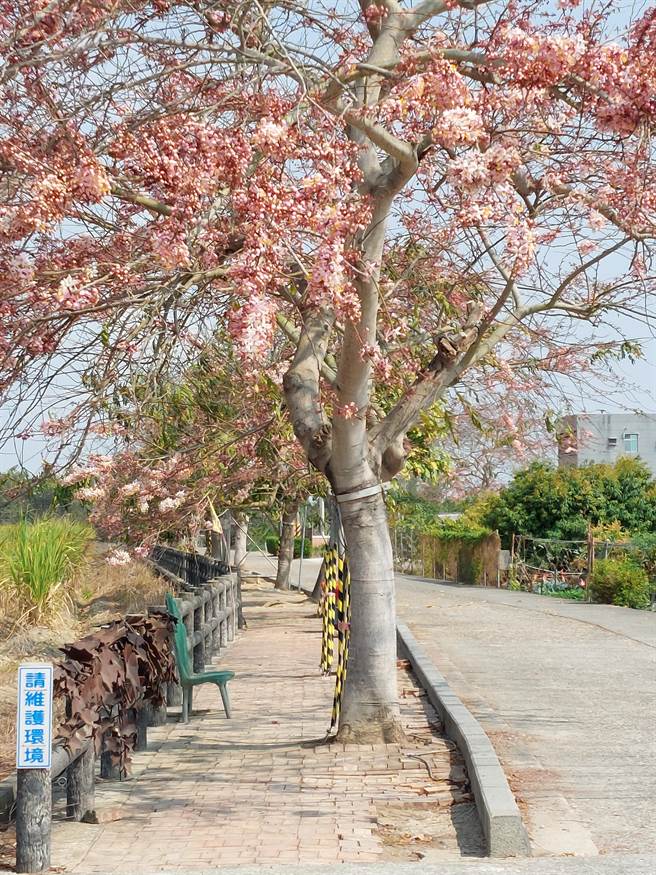 金砂里有數百棵的花旗木，沿著步道連綿約2公里。（西港區公所提供／張毓翎台南傳真）
