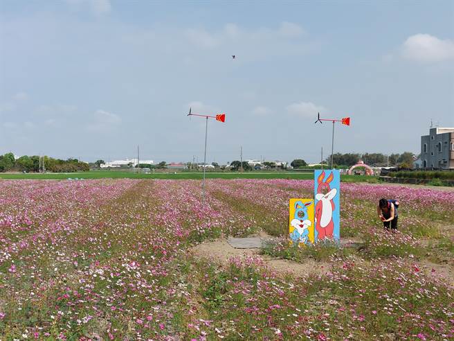 公所特別擴大波斯菊種植面積，讓花旗木與色彩豐富的波斯菊海相互輝映。（西港區公所提供／張毓翎台南傳真）