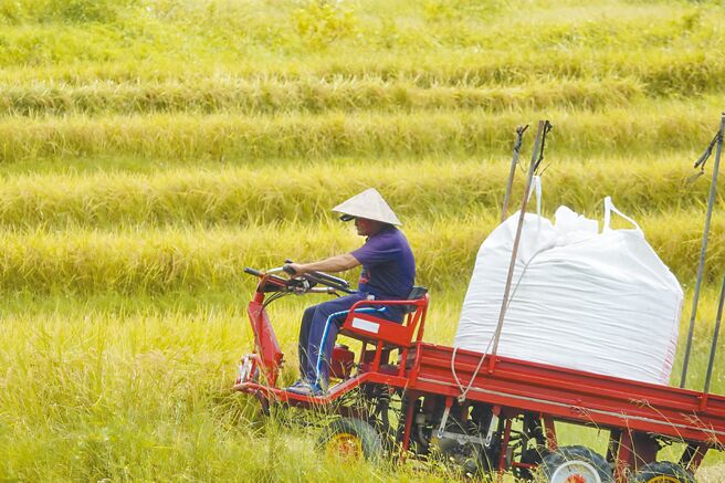 农委会主委陈吉仲21日备询时表示，老农津贴明年1月按照CPI公式试算后会再进行调整，强调至少超过8000元。图为花莲县丰滨乡新社梯田农民以农用车载着收成稻谷准备离开田区。（本报资料照片）