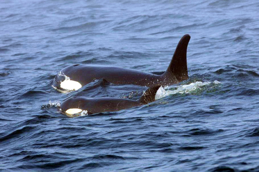 北美洲「南方居留型虎鲸」群复育工作不顺，研究发现，牠们数量持续下降的原因在于近亲繁殖。图为「南方居留型虎鲸」亲子档J50及J16。（资料照／美联社）(photo:ChinaTimes)