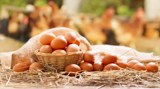 首批32.5萬顆雞蛋來了！泰國今年可出口5000萬顆解台灣蛋荒