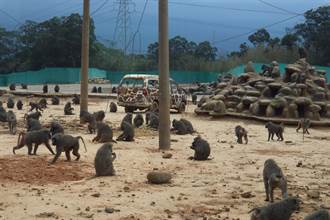 曾稱狒狒區防護措施無異 六福村急關閉動物園區