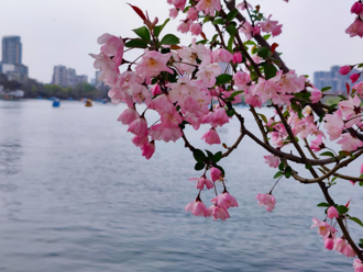 台灣人在大陸》南京莫愁湖 打卡春日儀式