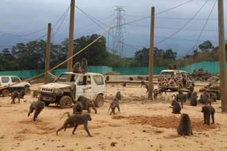 六福村清點東非狒狒 沒減少還比原呈報數多一隻