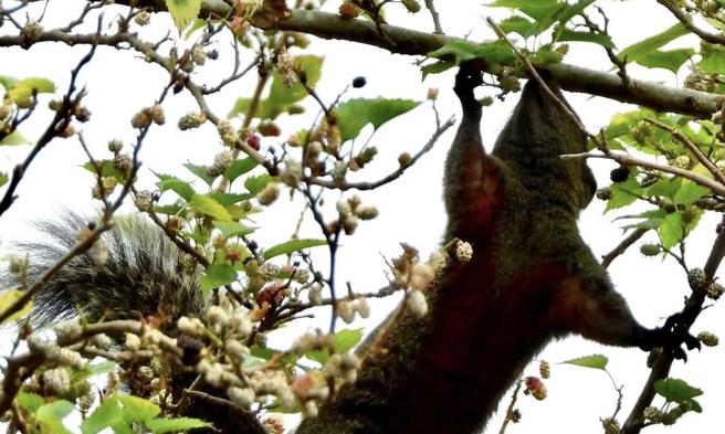 须文蔚》小松鼠也爱桑椹？（图/爱传媒提供）