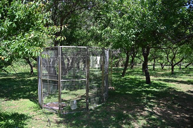 清大23日表示，新竹市動保所今早也支援另一組圍捕片，希望加速捕獲其餘兩隻狗（清大提供／王惠慧新竹傳真）