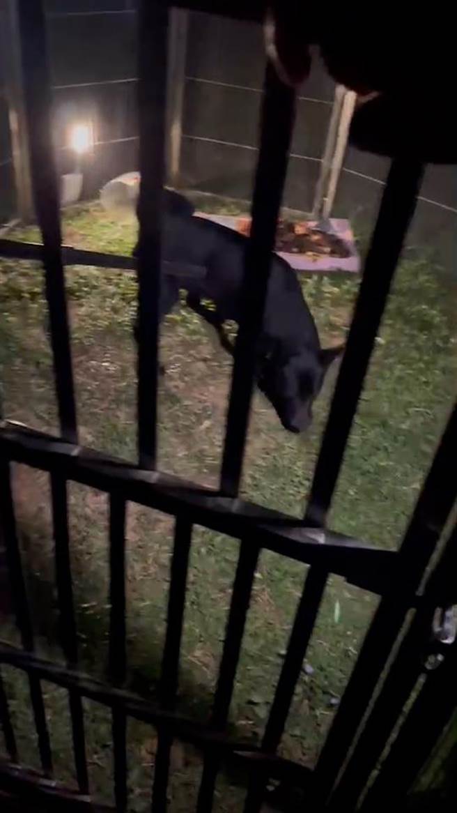 清大23日表示，早在上周發生咬人事件前，校方即掌握相關訊息，由懷生社與專業人士合作誘捕，昨晚已捕獲1隻。（清大提供／王惠慧新竹傳真）