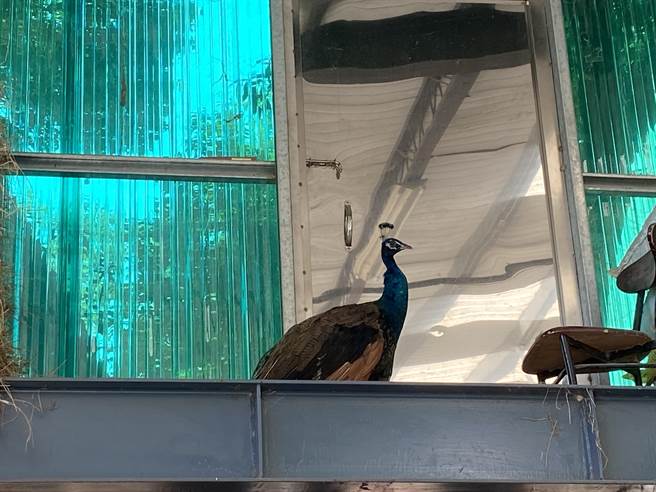 孔雀出走一天后，今天已乖乖返家。(曹婷婷摄)