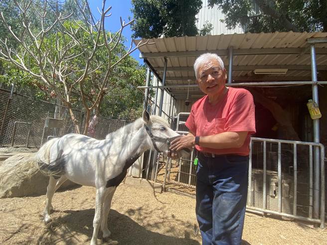 杨明丰在家养了迷你马、驴子、陆龟、孔雀等数十只动物自娱，家里俨然「小小动物园」。(曹婷婷摄)