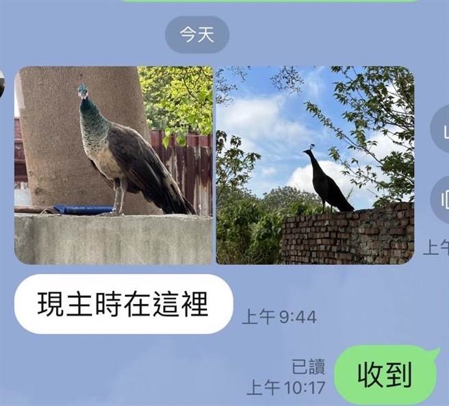 里民在路边遇到孔雀，拍照上传通报里长。(读者提供／曹婷婷台南传真)