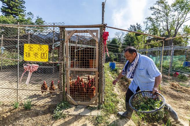蛋高鸡乐园的鸡看到高伟铚拿鬼针草来能吃「点心」，都在门口迎接。（罗浚滨摄）