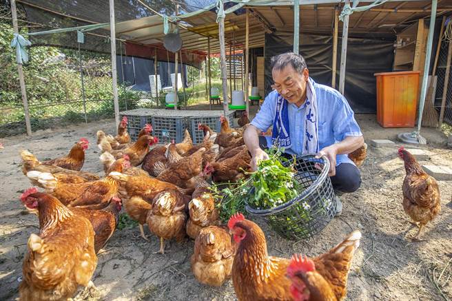 高伟铚指蛋鸡喜欢吃鬼针草，鸡都围在他身旁开心吃「点心」。（罗浚滨摄）
