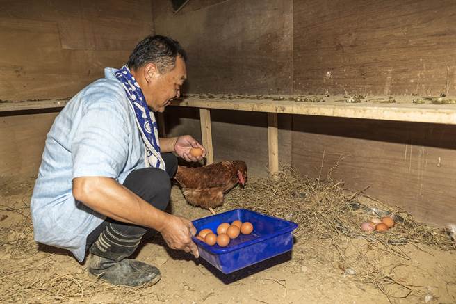 高伟铚在鸡舍草垫收蛋，好奇的鸡进来查看。（罗浚滨摄）