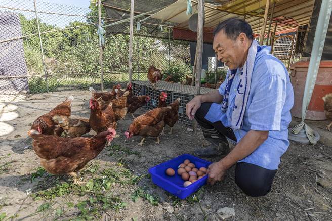 高伟铚将蛋收到盒中，鸡似在认「哪个是我的！」（罗浚滨摄）