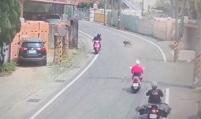 桃园东非狒狒22日上午猖狂过街画面曝光。（民眾提供／蔡明亘桃园传真）